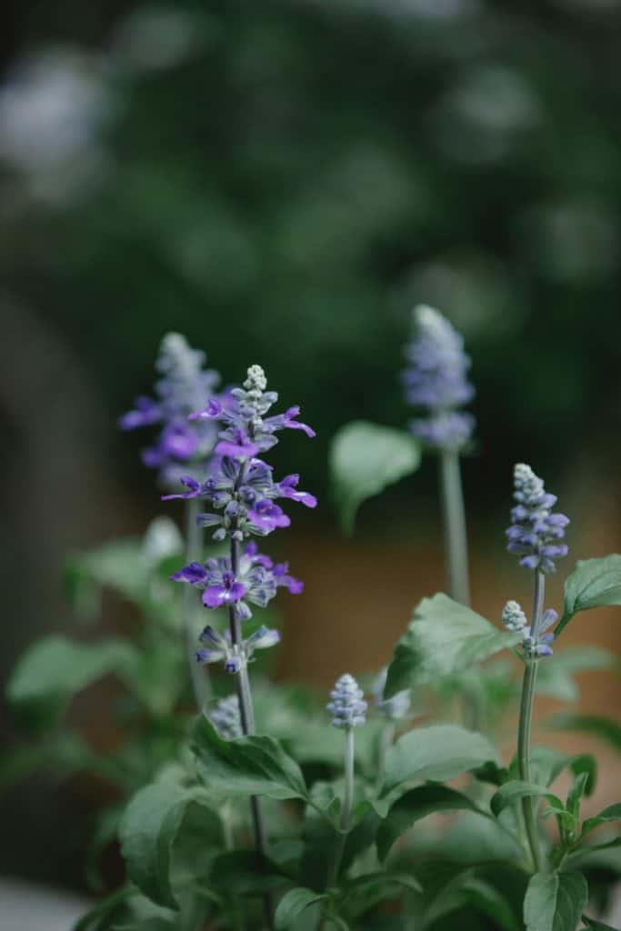 Flowers of a sage plant
