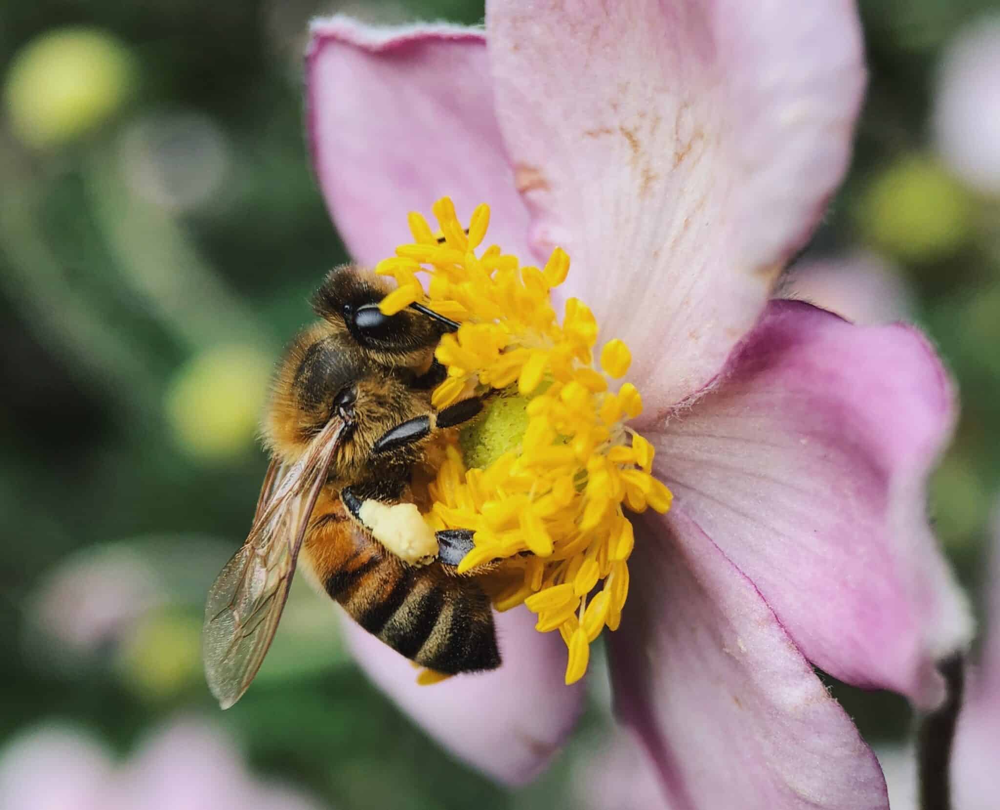 What Do Bees Eat? Beekeeping 101