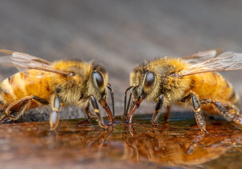 What bees eat