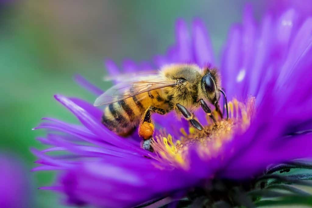A worker honey bee has an average life span of five to seven weeks
