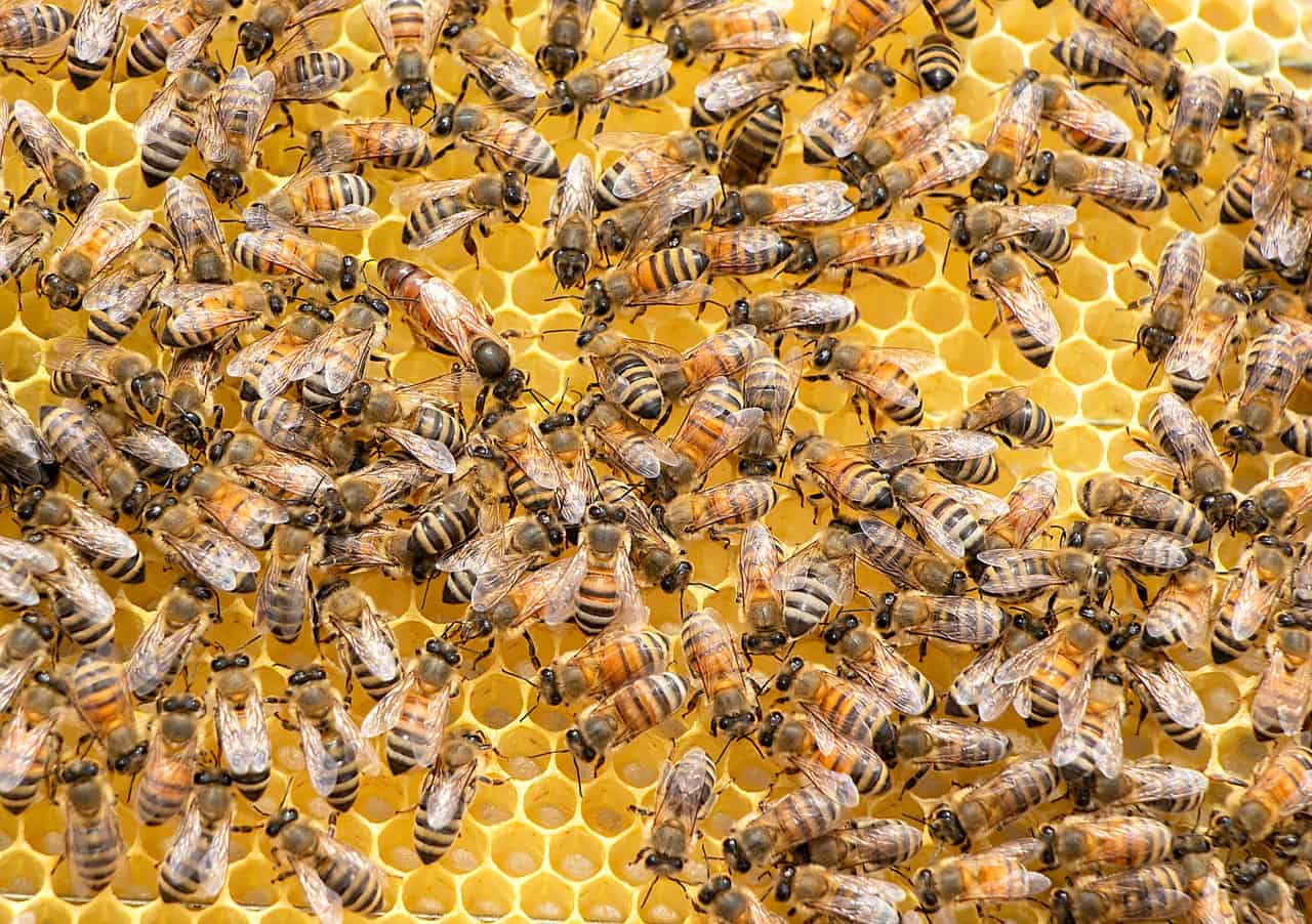 How long do bees live