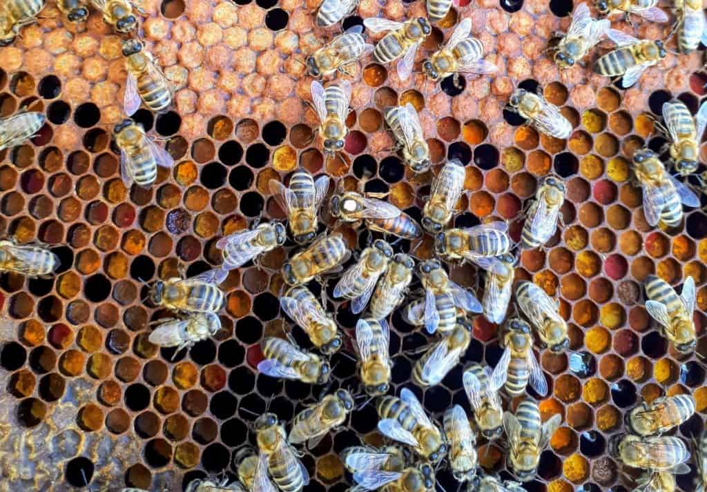 Queen honey bees have life cycle of up to 5 years