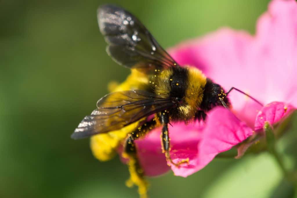 Worker bees gathering pollen for honey