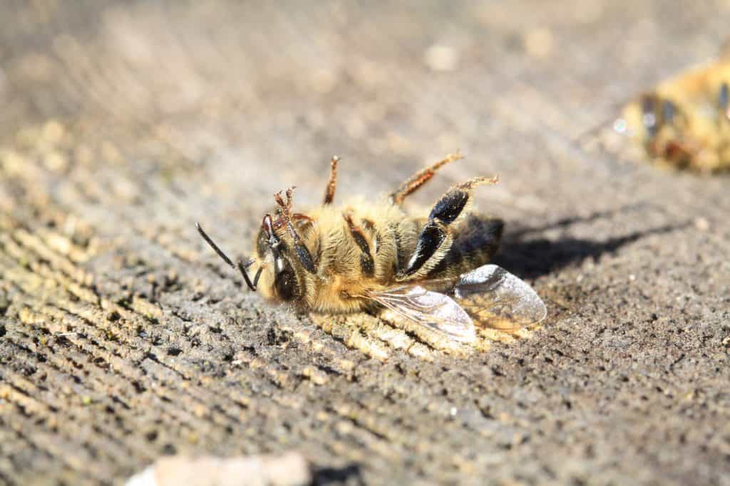 A bee's life may end in cold temperatures