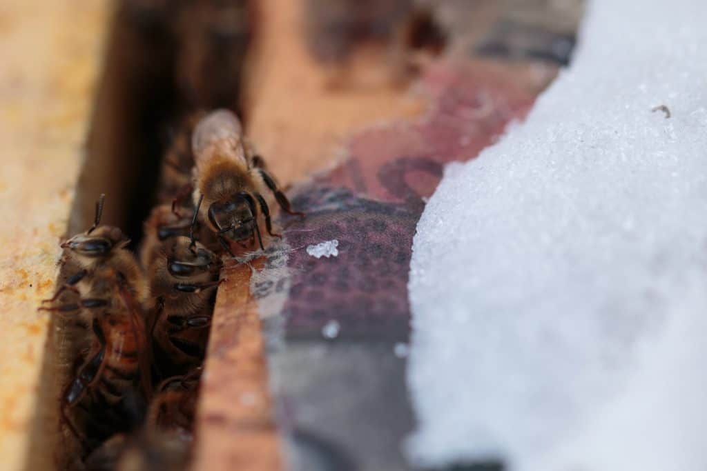A honey bee stays in the bee hive in cold temperatures