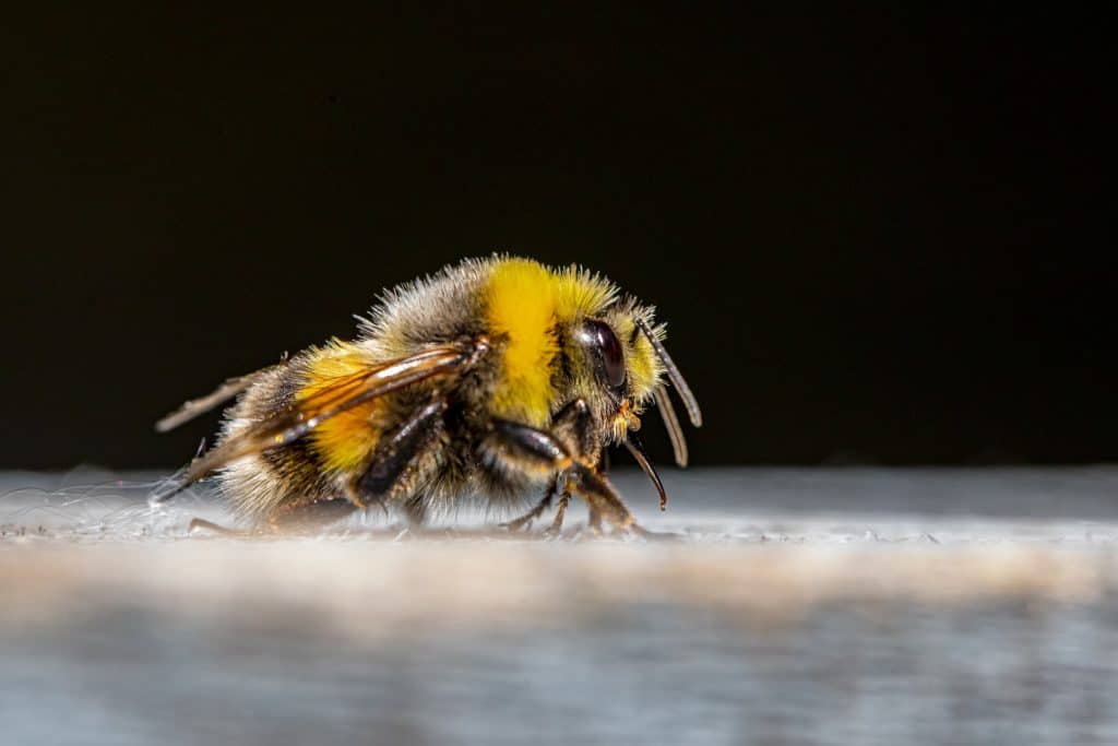 Other bee species live through summer and winter