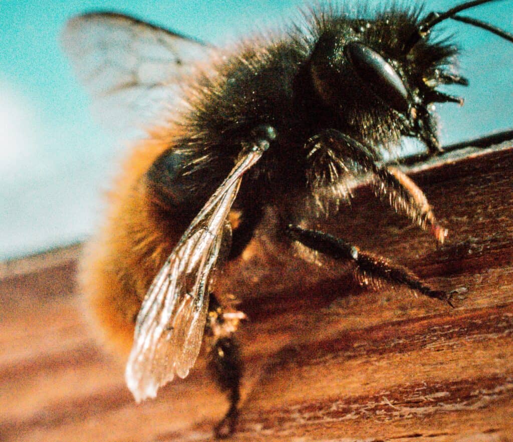 Carpenter bees