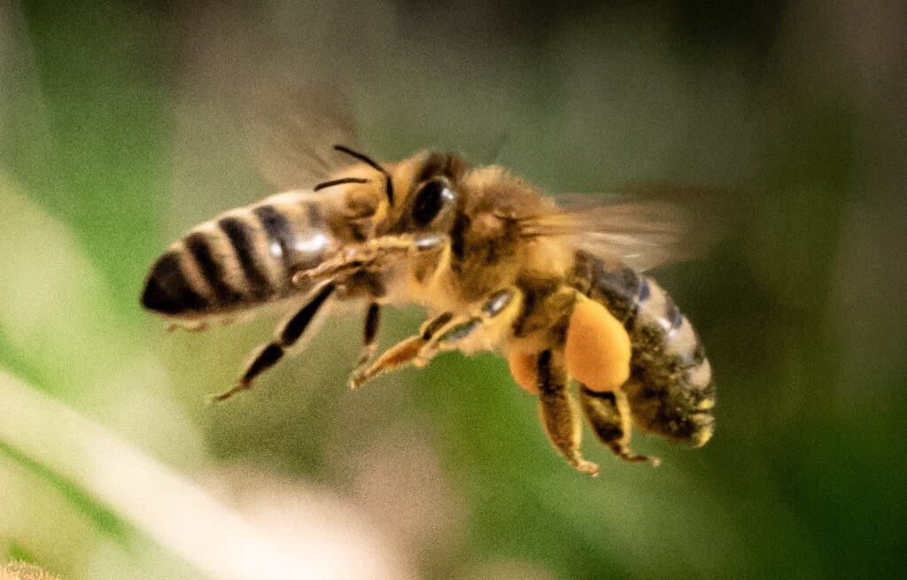 Drone honey bees