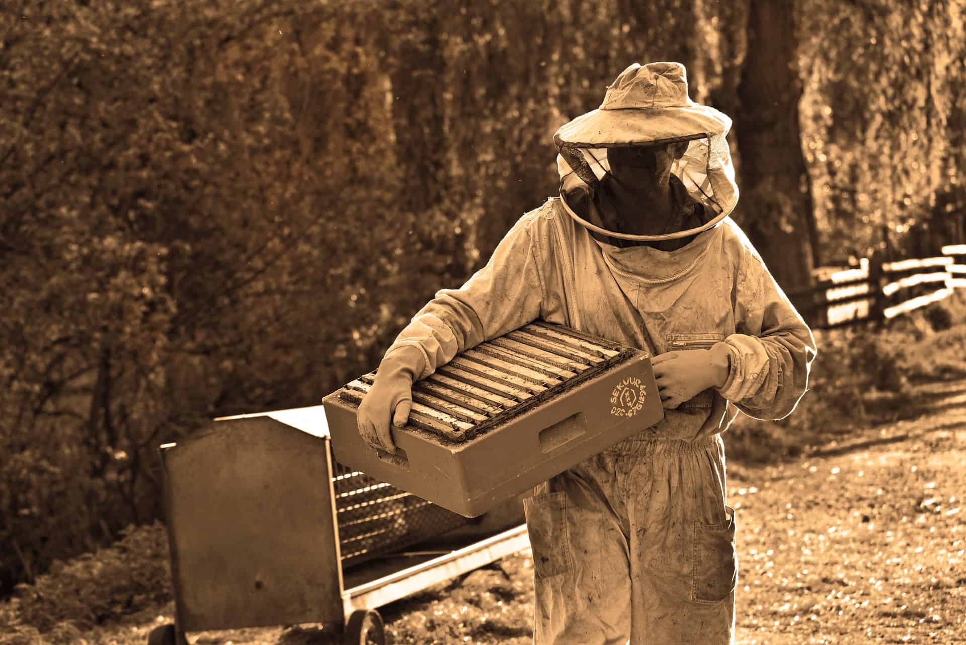 How to clean your beekeeping equipment