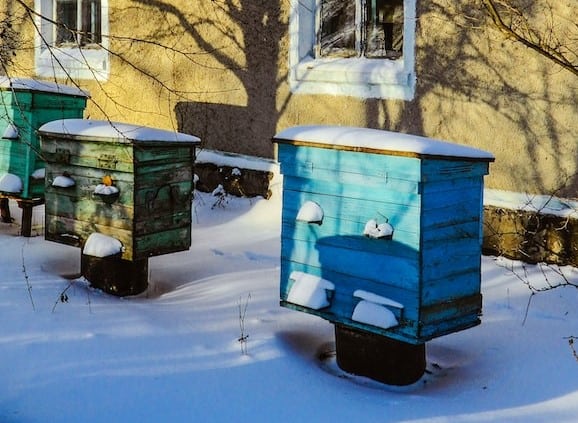 Winter beehives