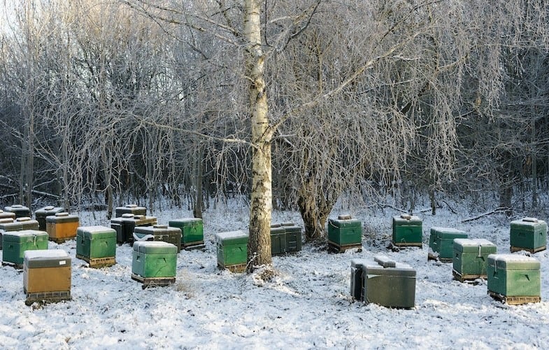 honey bees do not hibernate in the winter