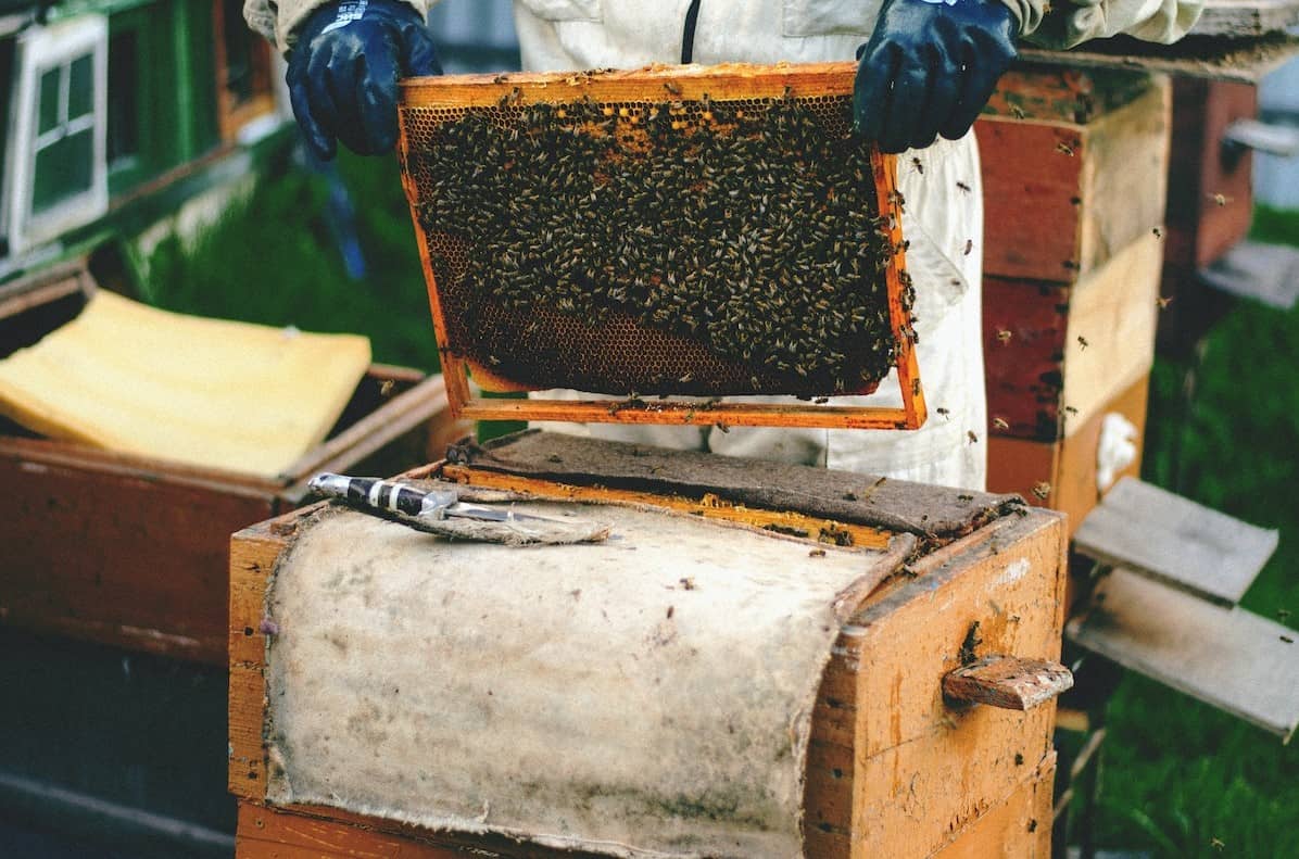 How To Clean Your Beekeeping Equipment