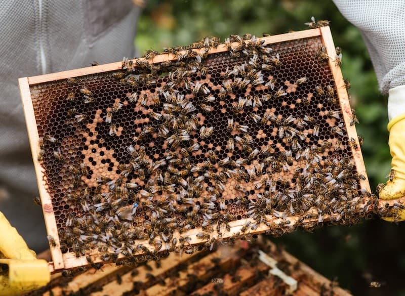 Bees on a hive frame