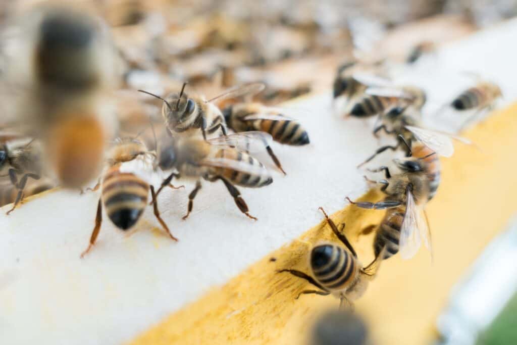 Bees passing nectar to worker bees