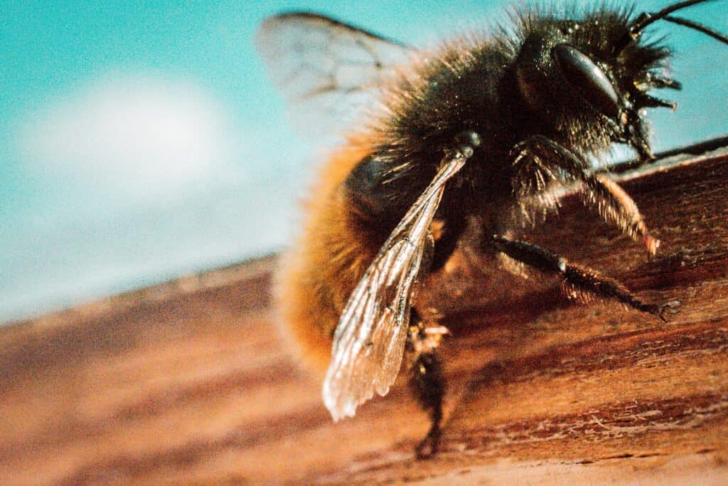 Carpenter bees can cause structural damage