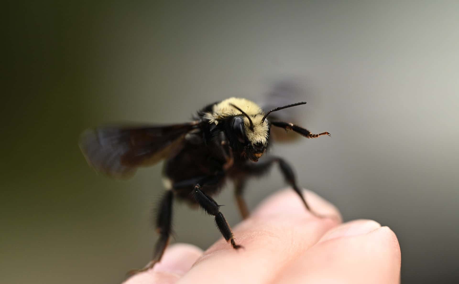 Do Carpenter Bees Sting