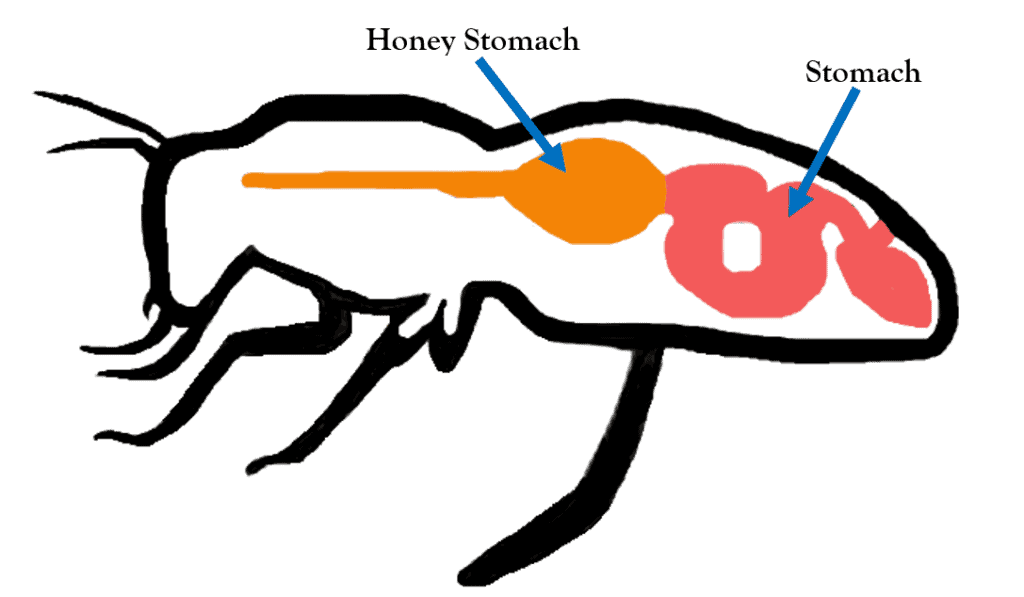 Honey Bee Stomach Anatomy