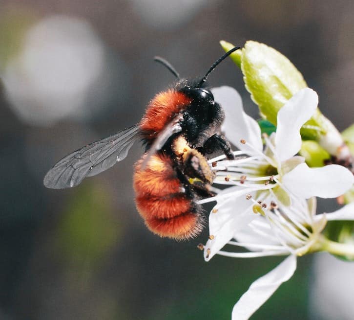How to Get Rid of Carpenter Bees Without Killing Them