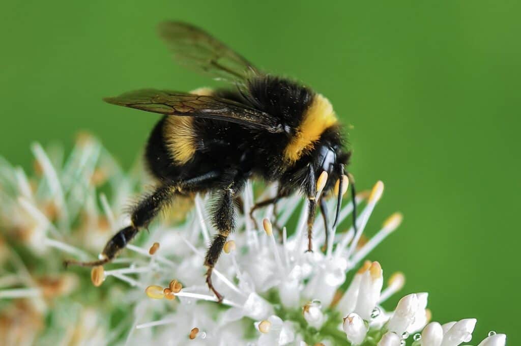 The American Bumblebee is also a ground bee
