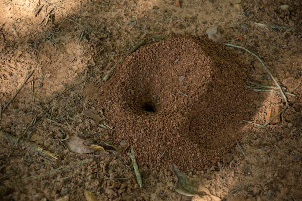 These non solitary bees like to build nests on abandoned rodent burrows