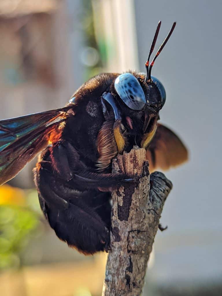 Unlike honey bees, carpenter bees are solitary insects