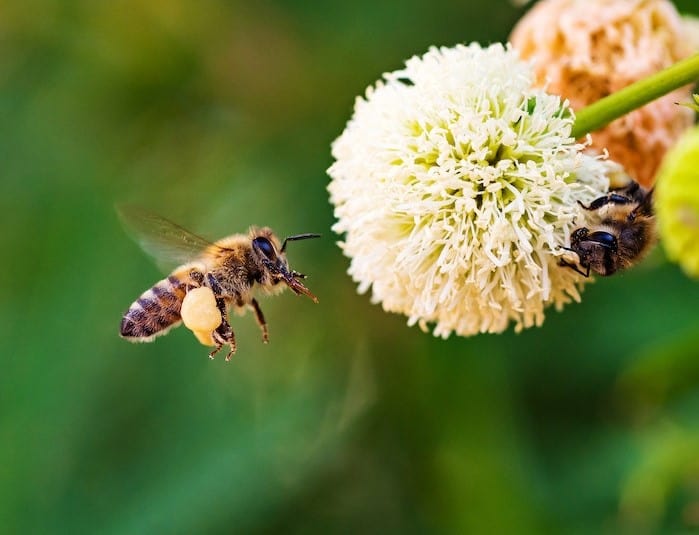 Unlike honeybees, carpenter bees do not have pollen baskets