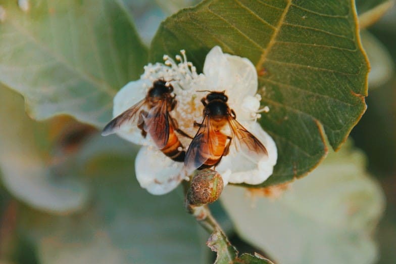 Why Carpenter Bees Do Not Produce Honey