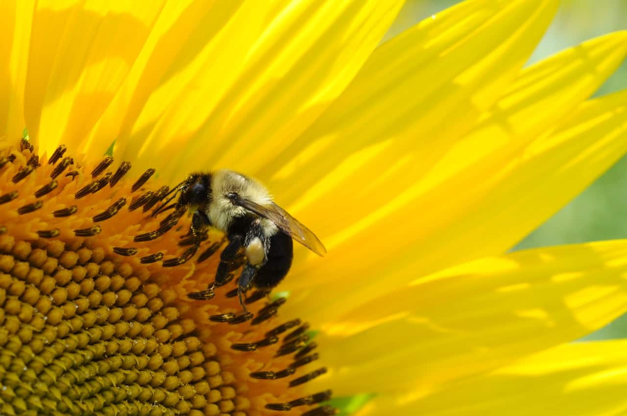 What Do Carpenter Bees Eat Beekeeping 101