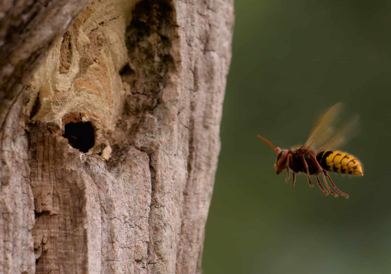 What Do Carpenter Bees Eat Beekeeping 101