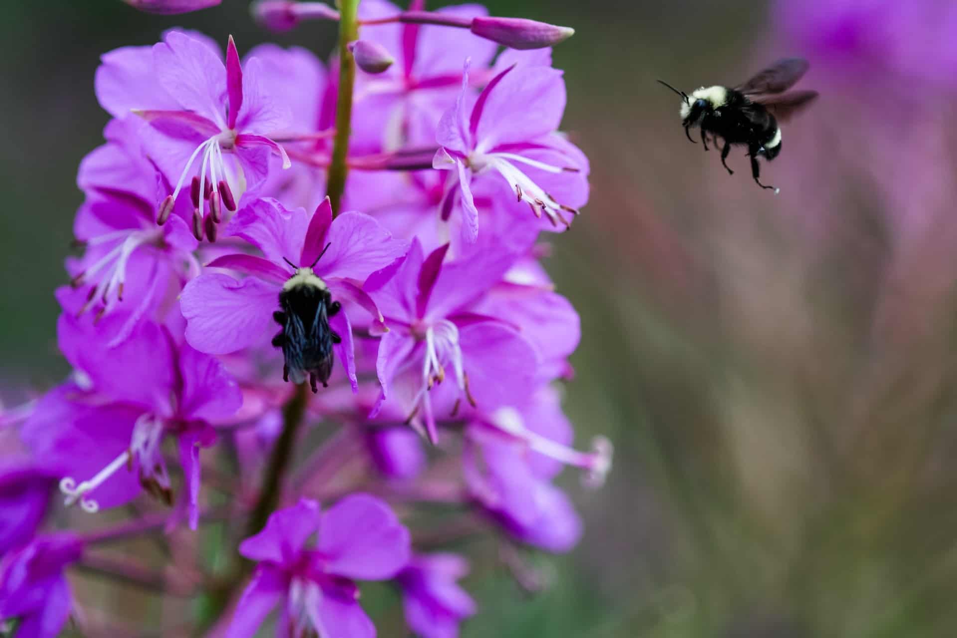 Sweat Bees (Halictid Bees) Beekeeping 101