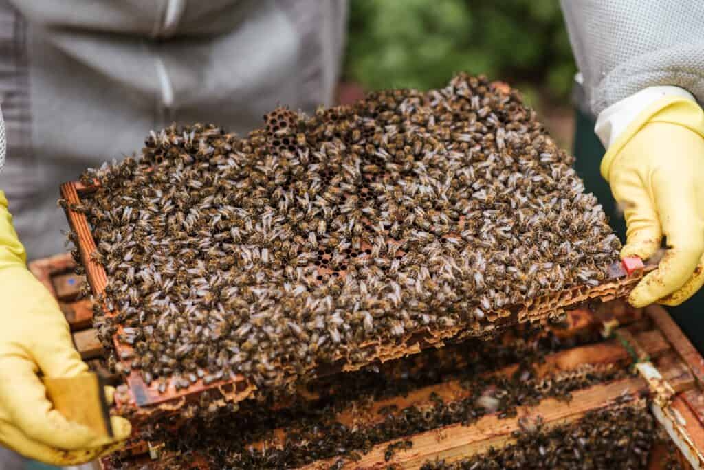 A queen bee and a lot of worker bees are the residents of bee hives