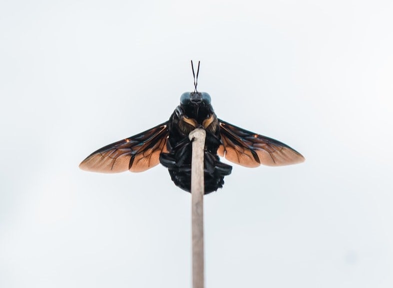 Avoid Getting Stung by a Carpenter Bee