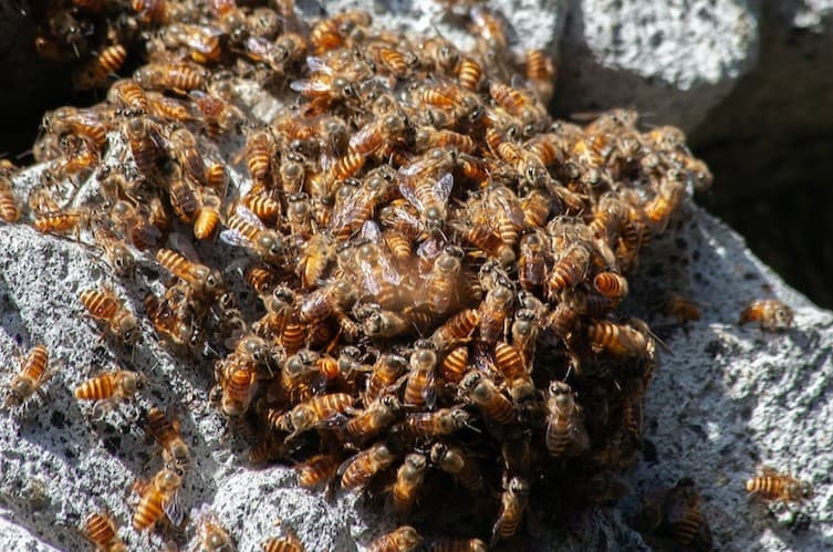 Bees on the ground