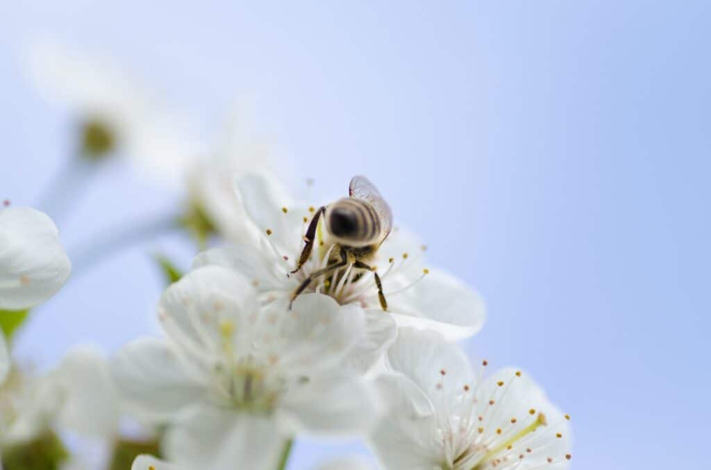 Besides pollen and nectar, a sweat bee takes in salt from sweat as part of its diet