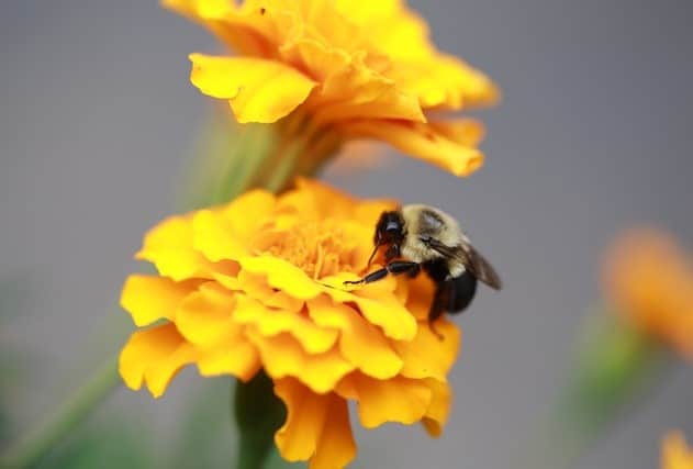 Carpenter bee on flower