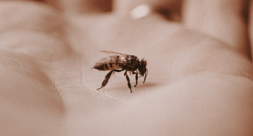 Carpenter bee sting
