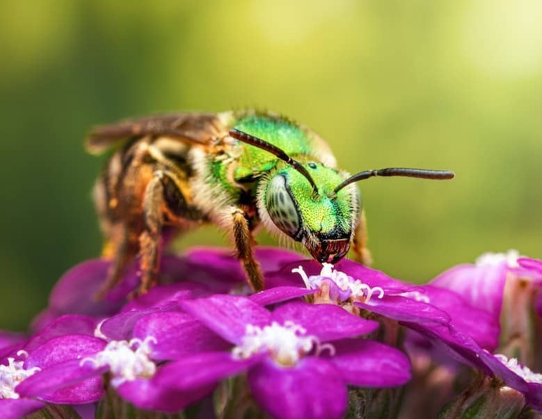 Halictid Bee or Sweat Bee