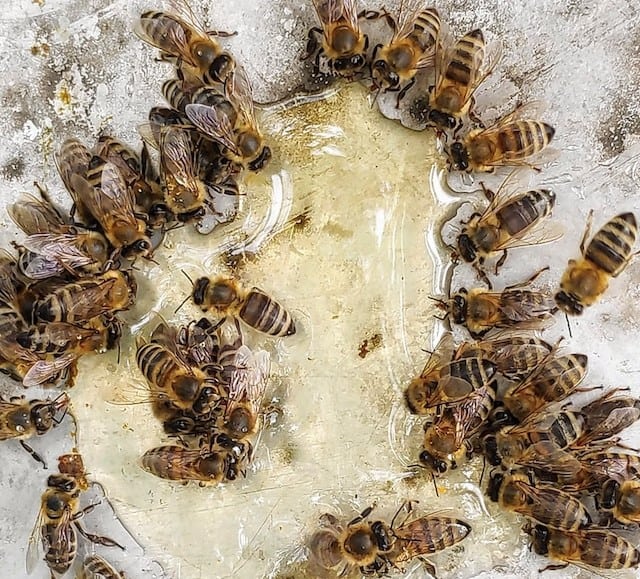 Honey is not bee vomit