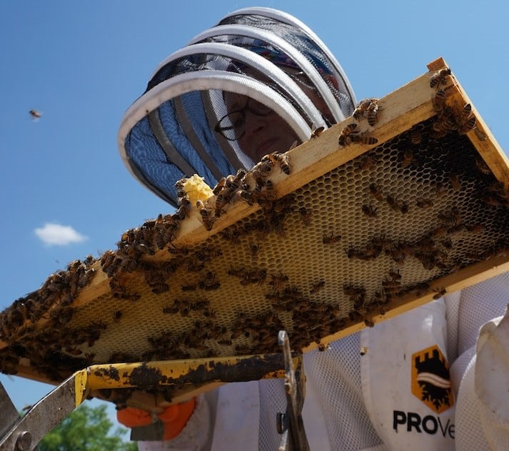 How many Bees are in a 10-frame Hive