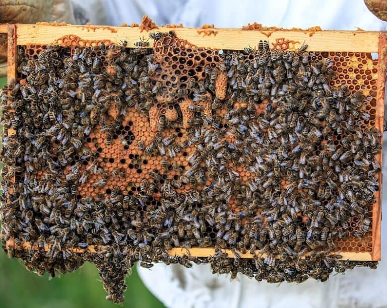 How Many Bees In A Hive? Why It's Good To Know! - Beekeeping 101