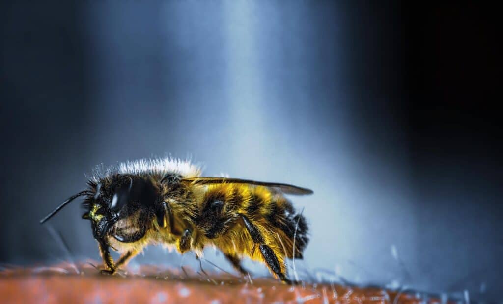 Just like other bees, sweat bees can sting you