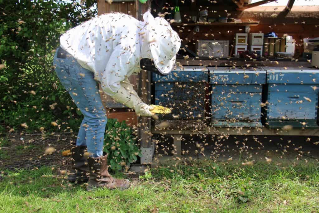 Sweat bee infestation can cause bee allergies