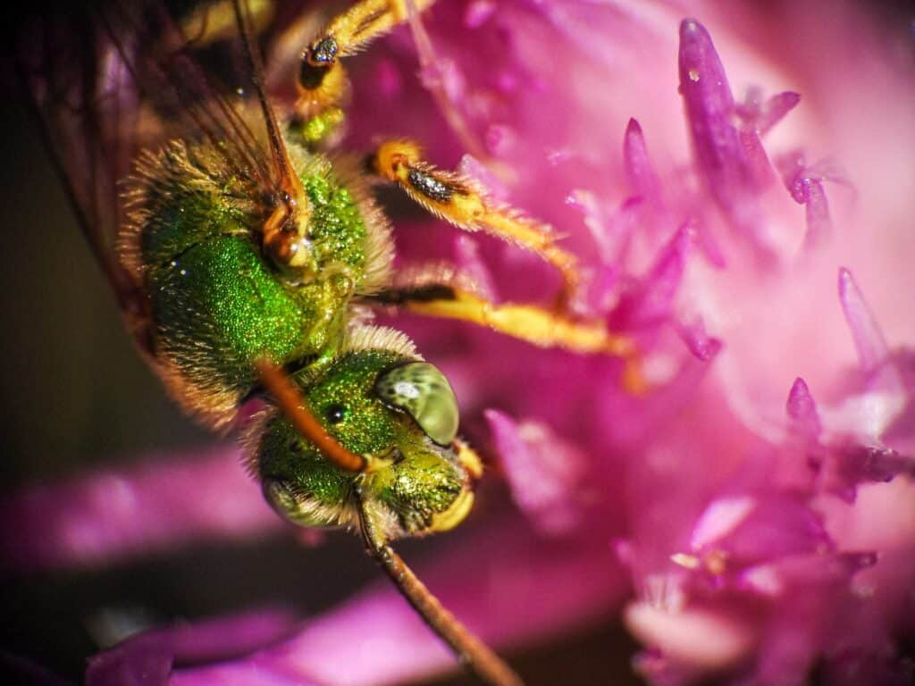 Sweat bees live on pollen and nectar to survive