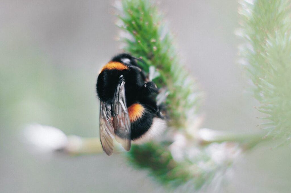 What Do Carpenter Bees Eat Beekeeping 101