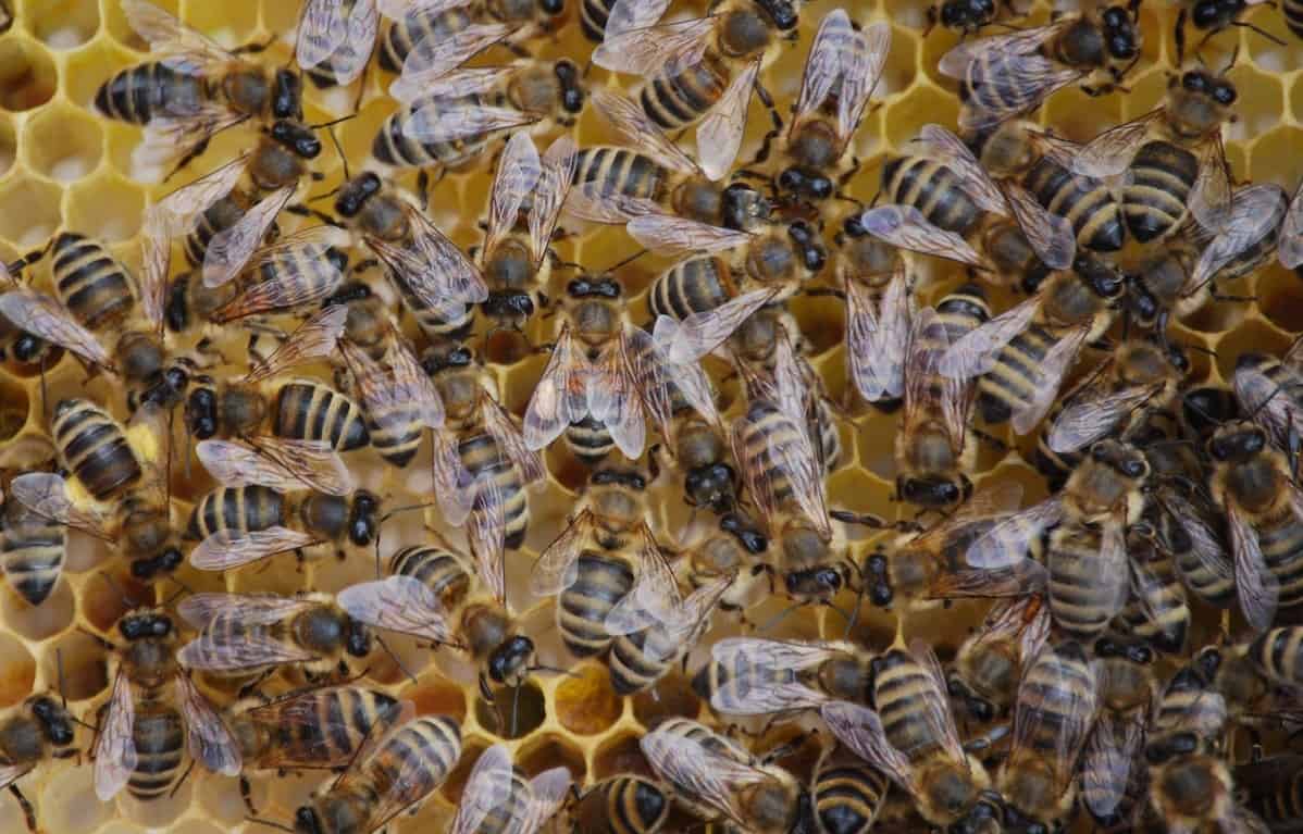 how many bees in a hive