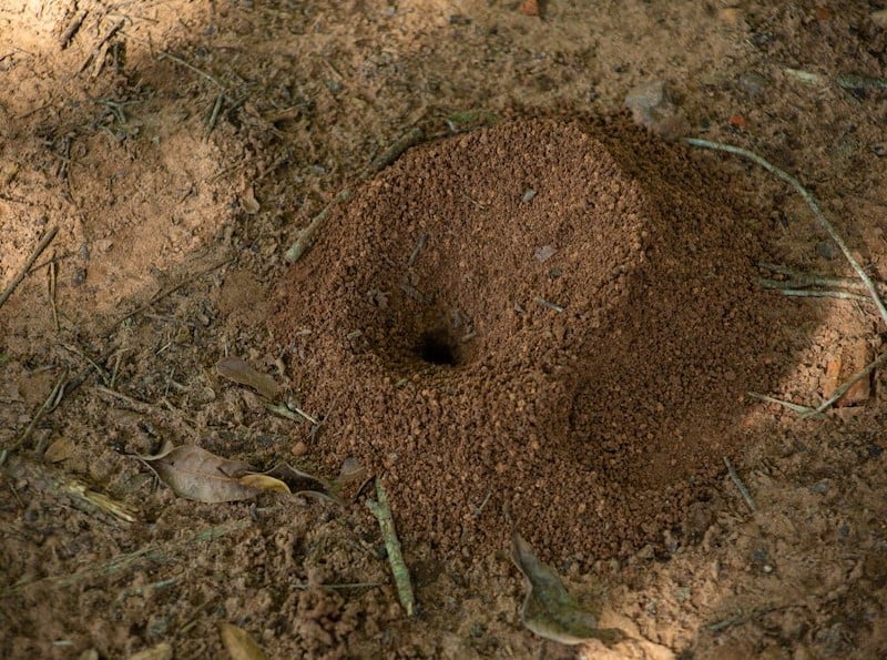 signs of the presence of ground bees