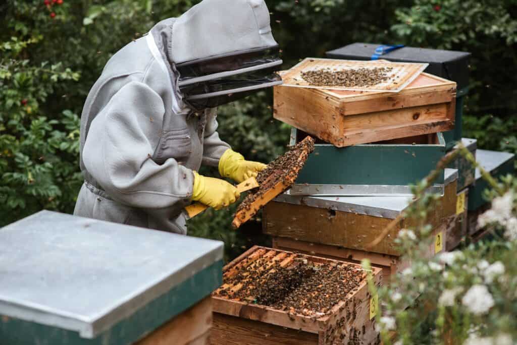 A beehive scale is one of the beekeeping devices that supplies a solution to some problems