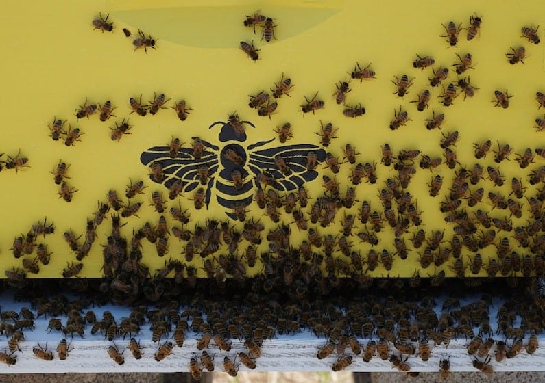 Bees preparing to swarm