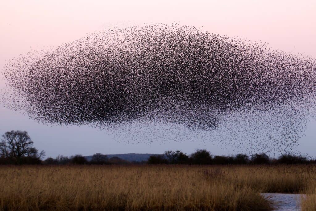 Hive scales help monitor swarming