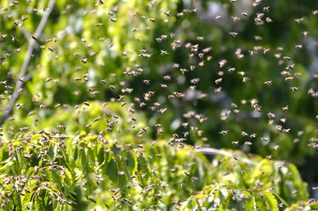 Honey bees swarm